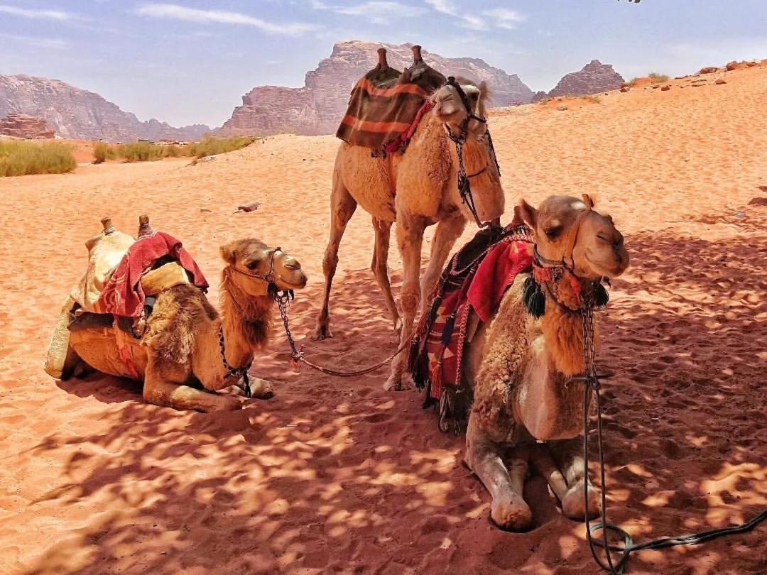 Bedouin Memories Camp Bed & Breakfast Wadi Rum Luaran gambar